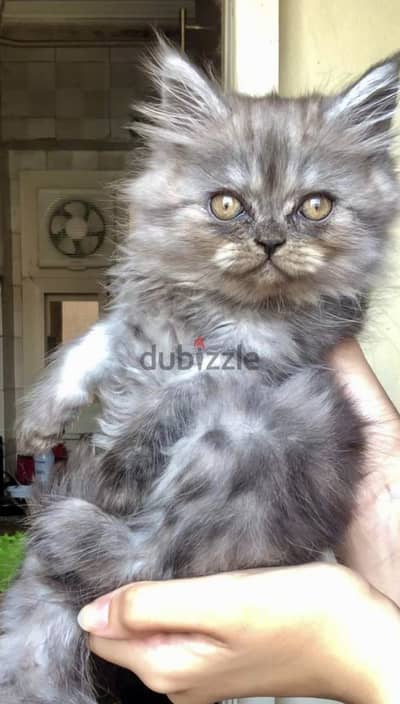 Shirazi Kitten Female Half-Peke - قطة شيرازي بنت