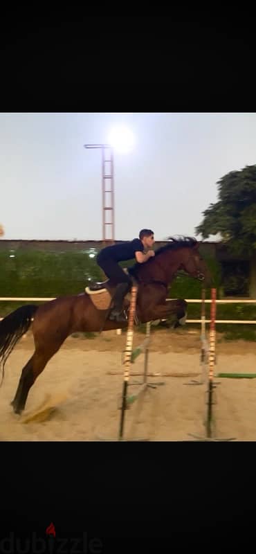 female English horse