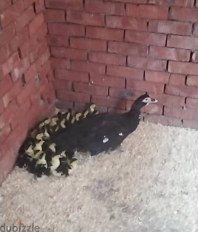 متاح بط خليط مسكوفى عمر  اسبوع