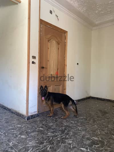 جيرمن شيبرد