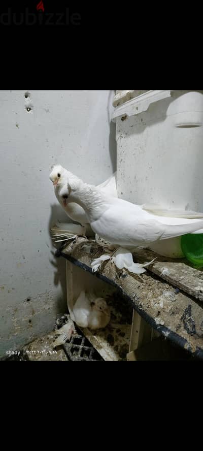 جوز شقلباظ شغال