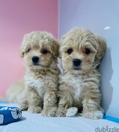 puppy maltipoo