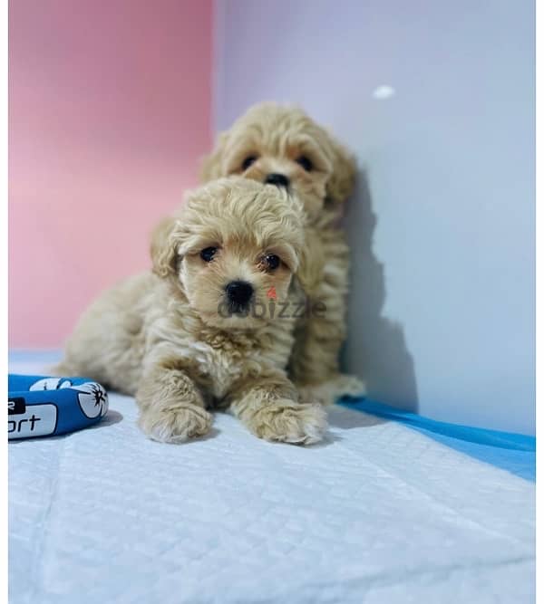 puppy maltipoo 1