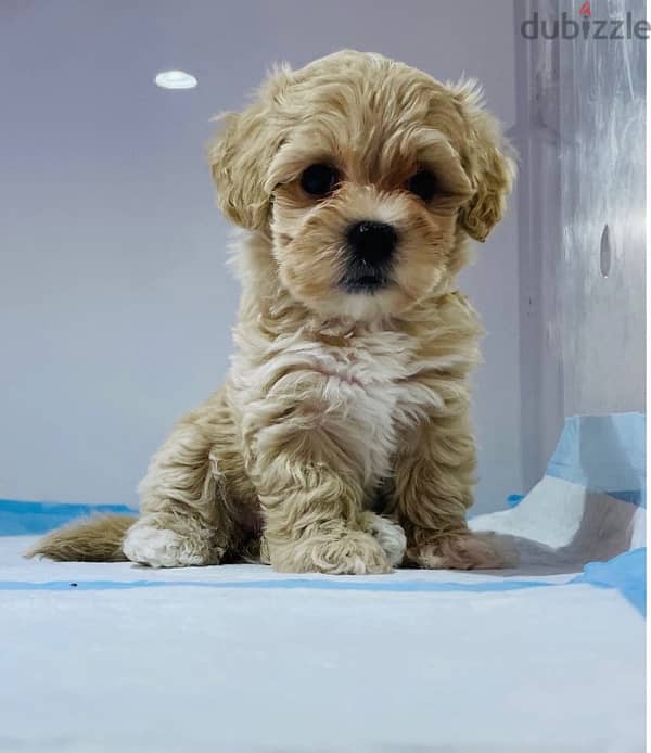puppy maltipoo 2