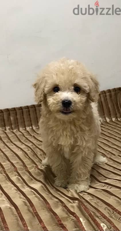 puppy maltipoo 3
