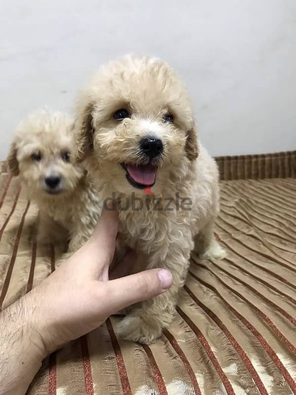 puppy maltipoo 4