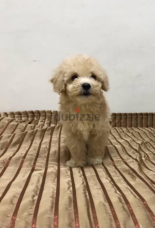 puppy maltipoo 5