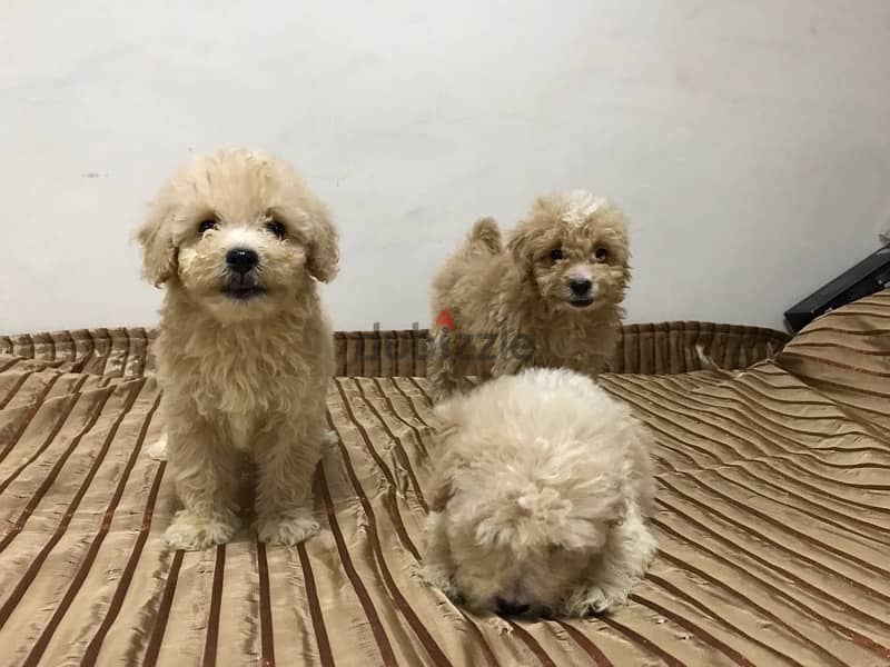 puppy maltipoo 6