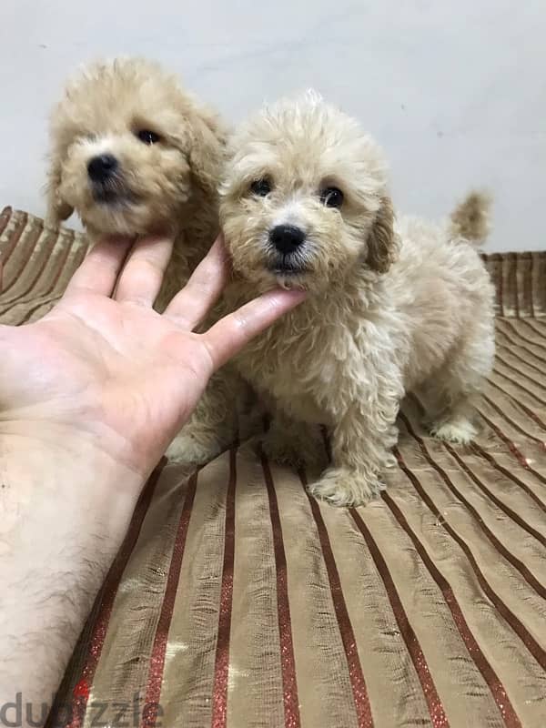 puppy maltipoo 7