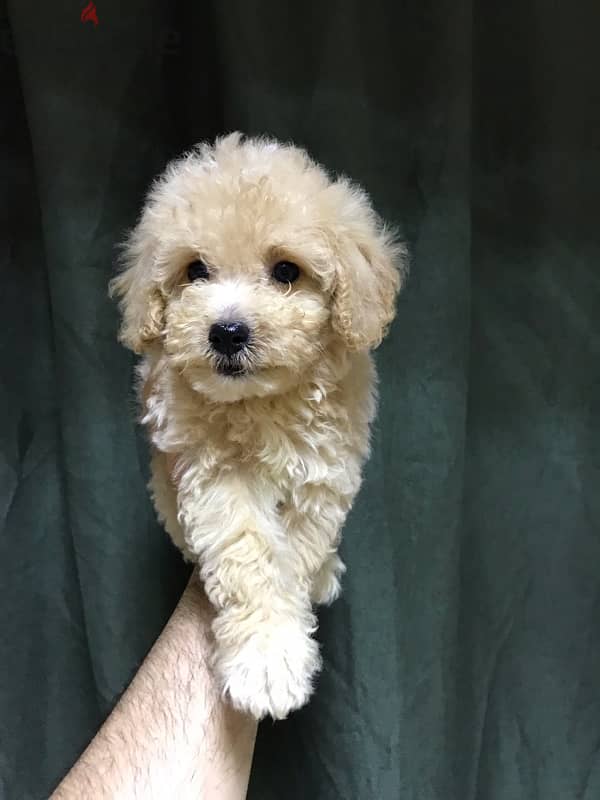 puppy maltipoo 8