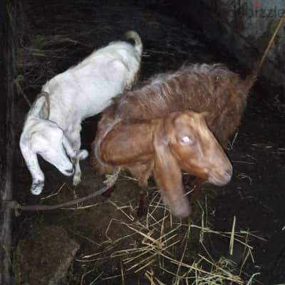 معزتين مضربين  بسعر لقطه