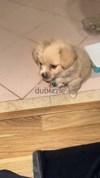 Multipoo dog