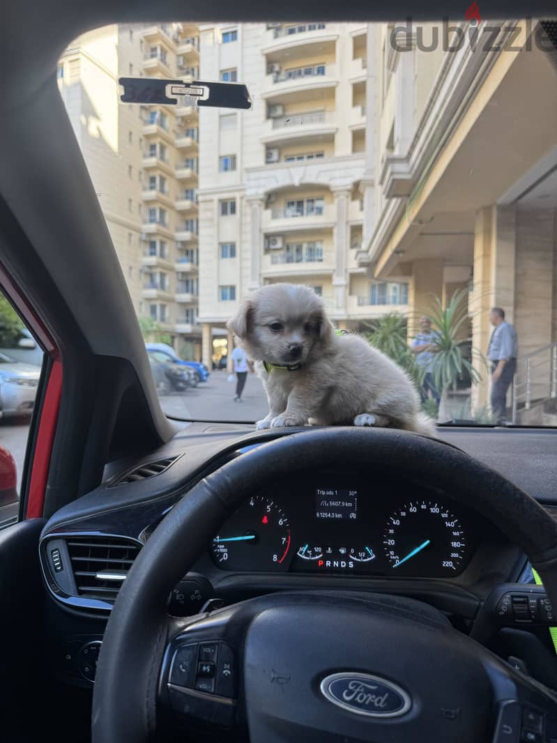 Multipoo dog 1
