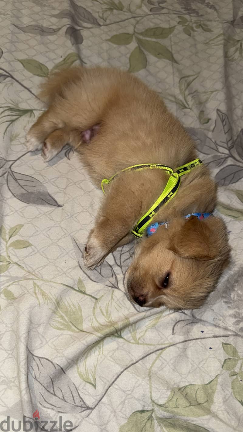 Multipoo dog 2