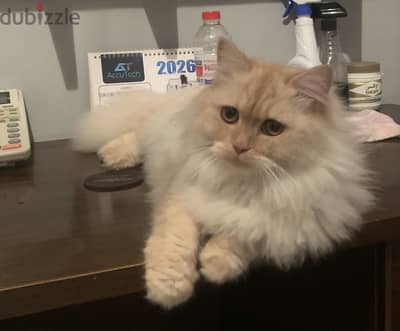 قط شيرازي للزواج