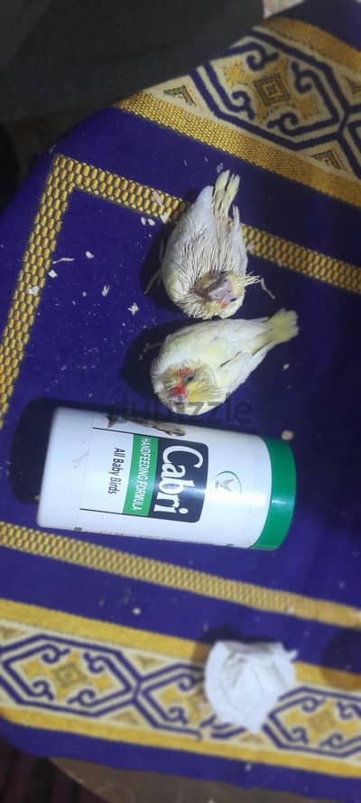 كوكتيل تأكيل يدوي