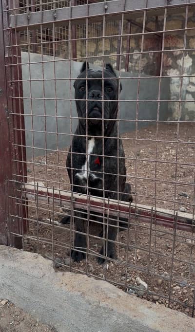 Cane corso كين كورسو