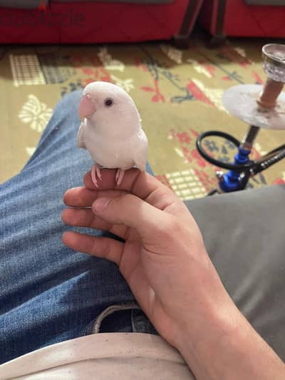 عصفورة نتاية للبيع