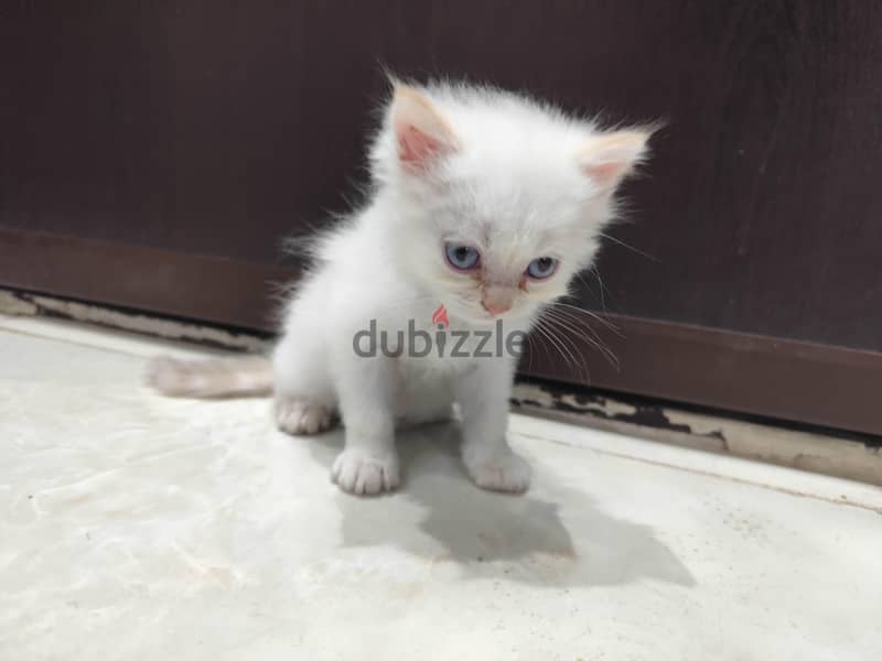 moon face cat 2