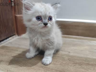 Persian cat 