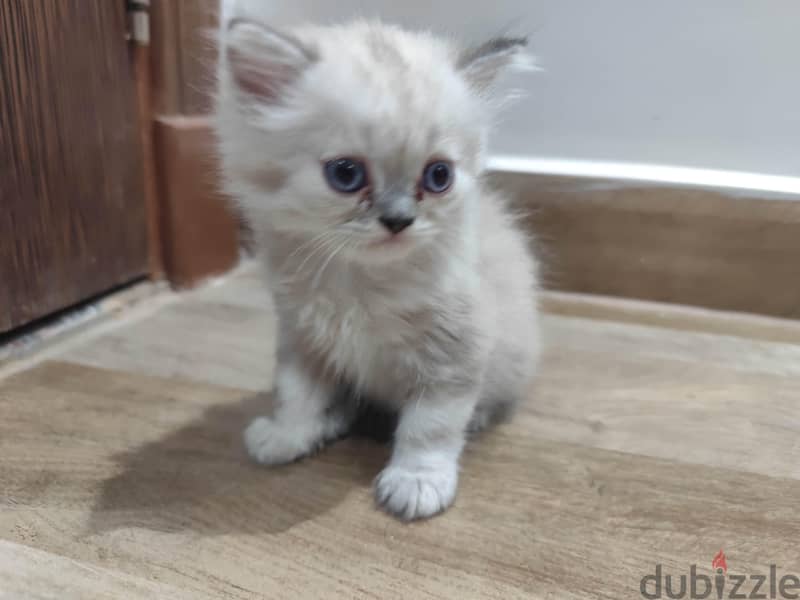 Persian cat  1