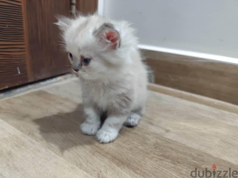 Persian cat  2