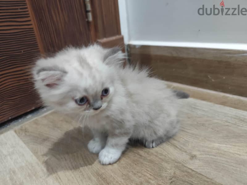 Persian cat  3