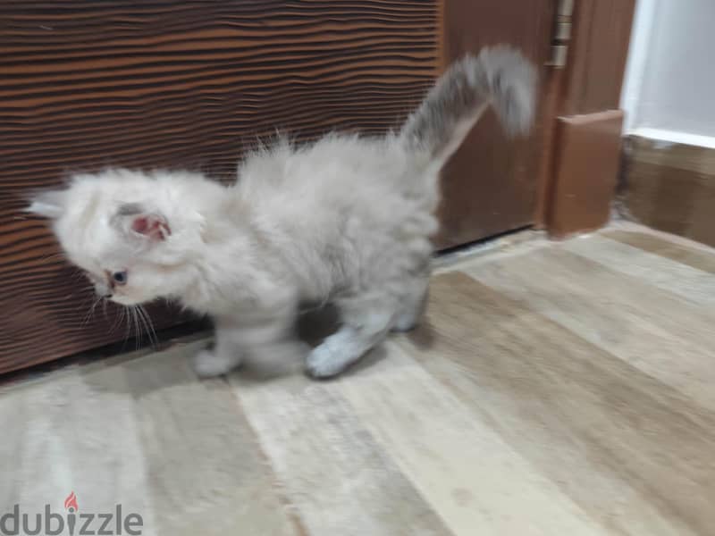 Persian cat  4