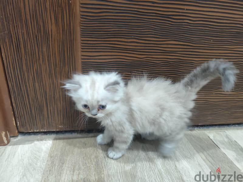 Persian cat  5