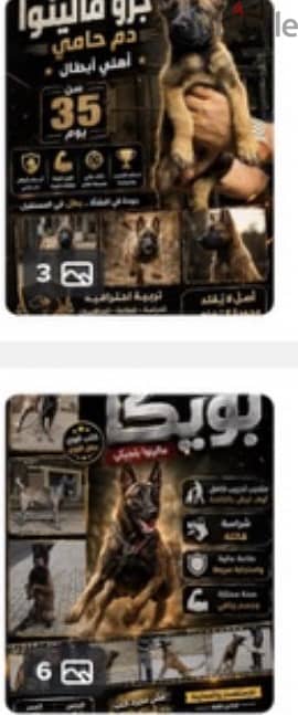كلب ملينو