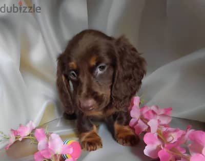 Miniature dachshund puppy boy from Russia