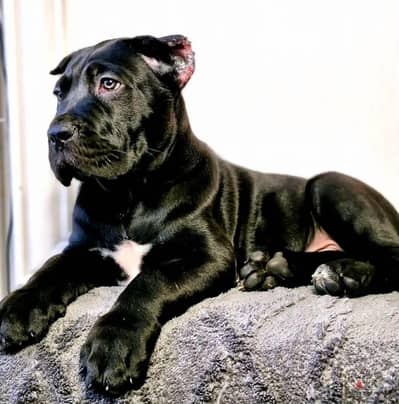 Cane corso boy from Russia