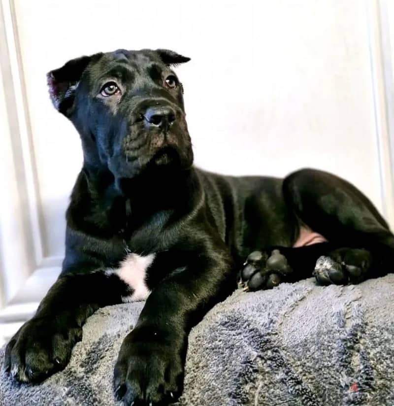 Cane corso boy from Russia 1