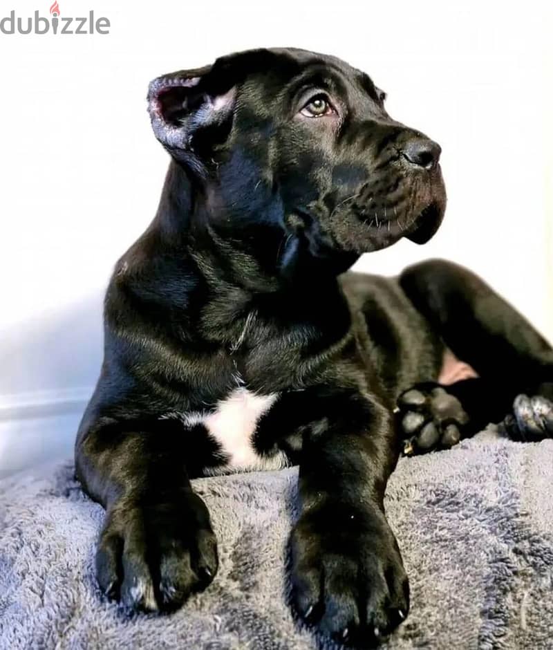Cane corso boy from Russia 2