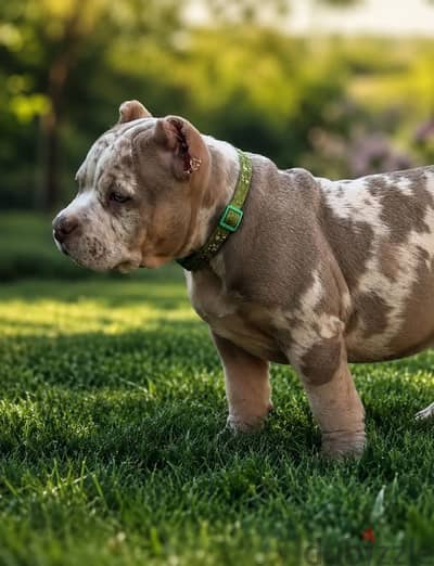 American bully puppy female from Russia