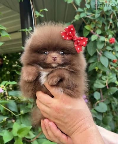 Pomeranian puppy female from Russia