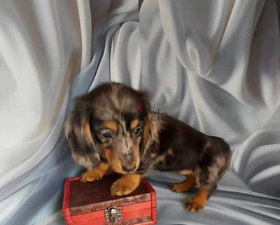 Rabbit dachshund puppy boy from Russia