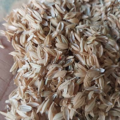 قشر رز خشن منفلتر ومتغربل درجه تصدير