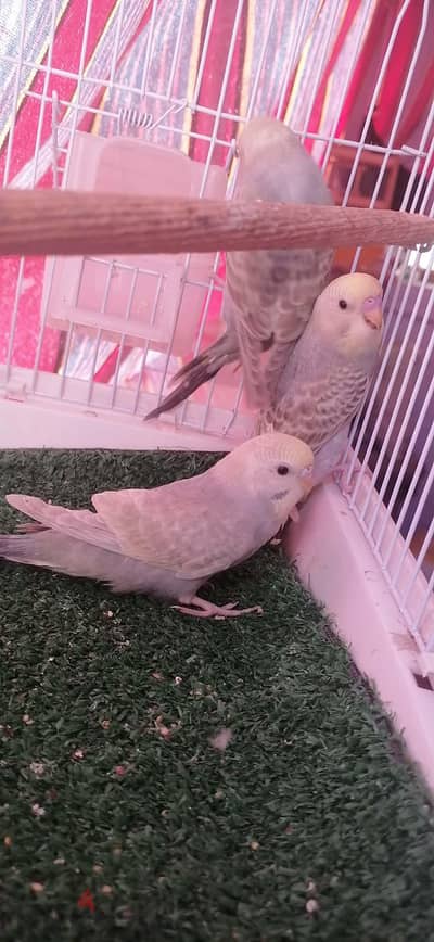 متاح بفضل الله تعالى ٣ حتت رينبو صحه وريش