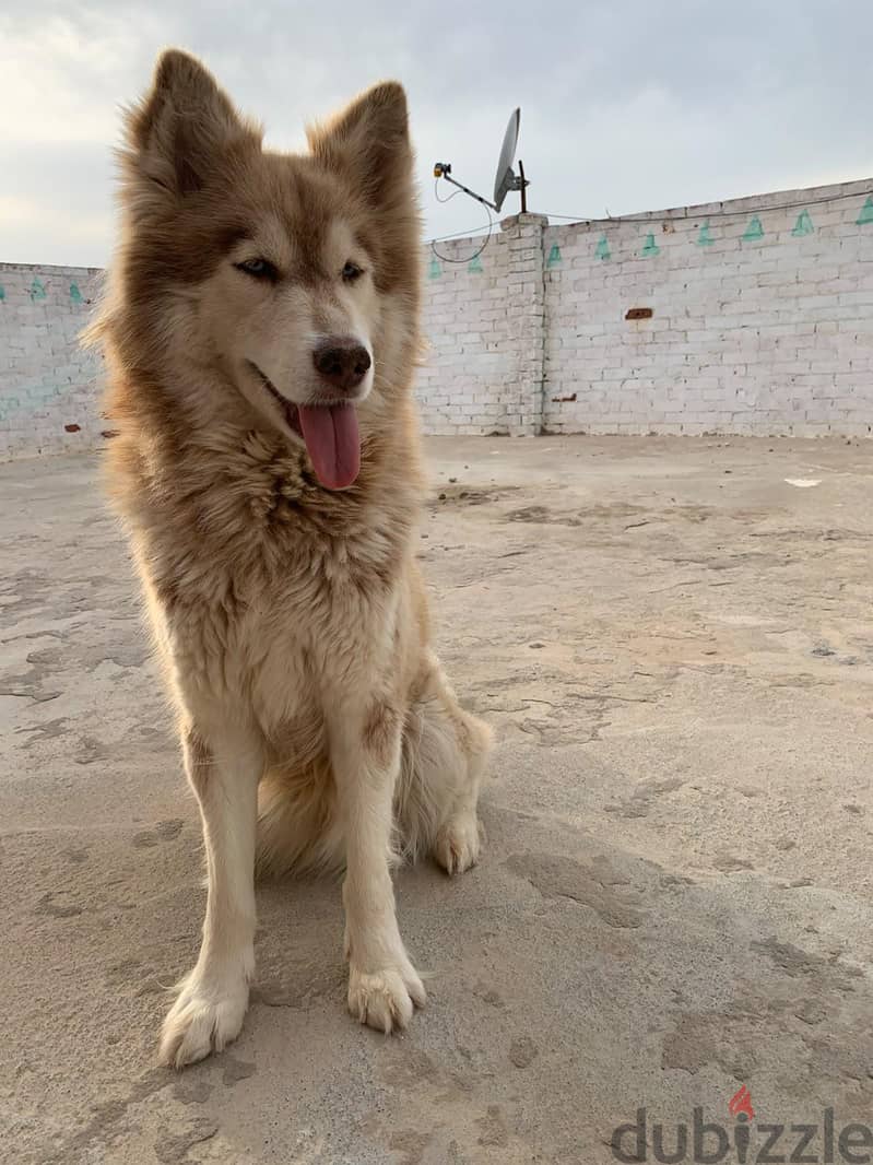 motaz 1