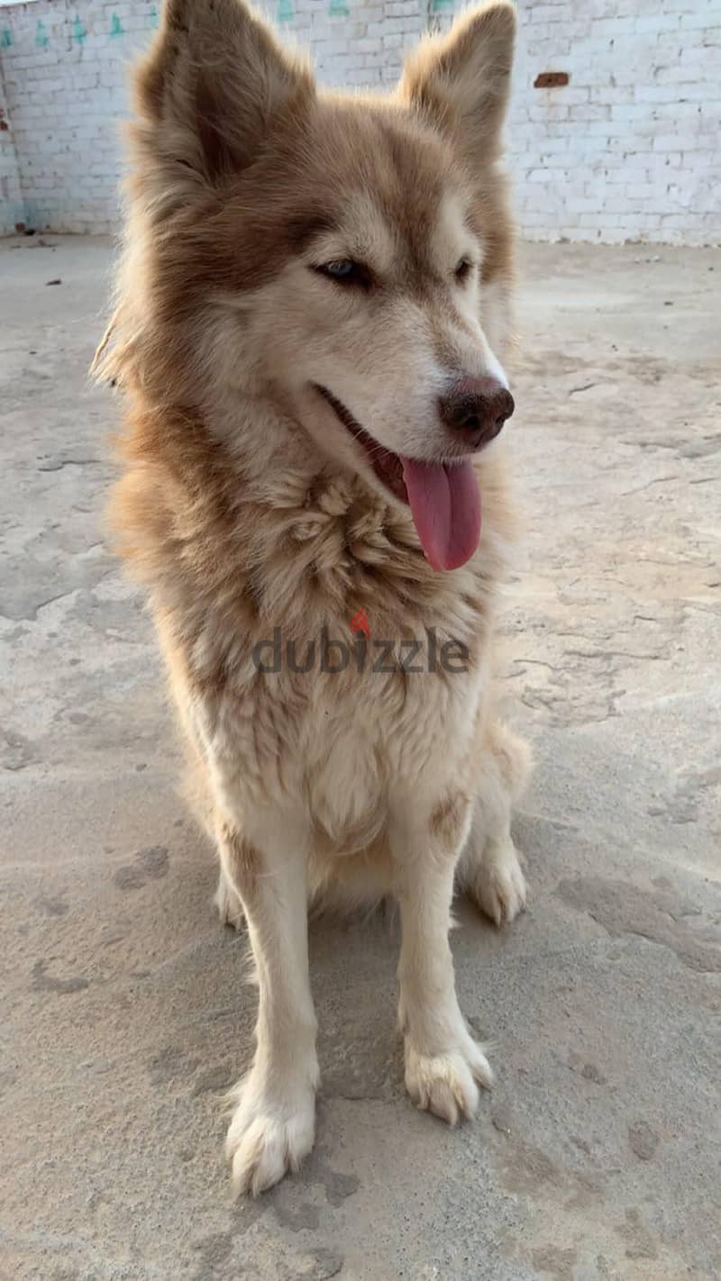 motaz 2