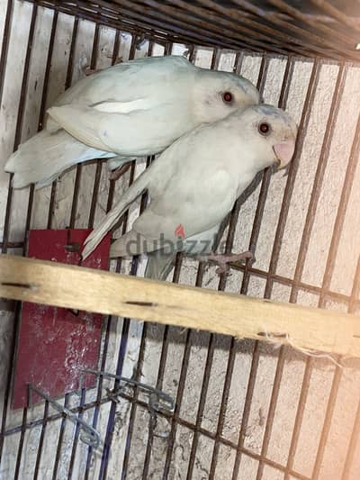 روز البينو