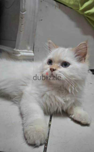 Ragdoll mix – Long-haired cream point male