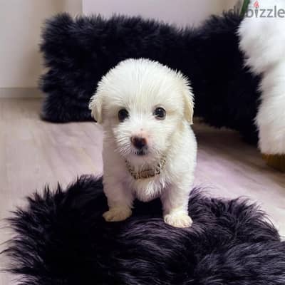 احلى واشيك ولد هافانيز Havanese ميني عنده 45 يوم