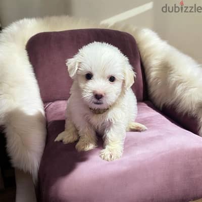 احلى واشيك بنوته هافانيز Havanese ميني عندها 45 يوم