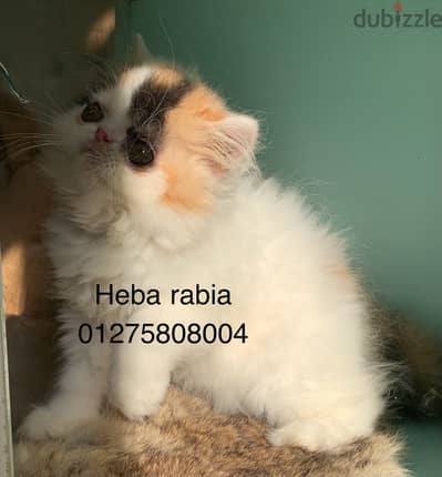 فان كاليكو قمر