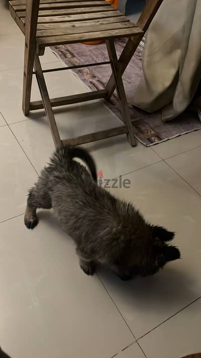 جروايه جيرمن سيبل