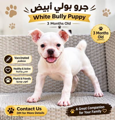 White Bully Puppy – 3 Months Old