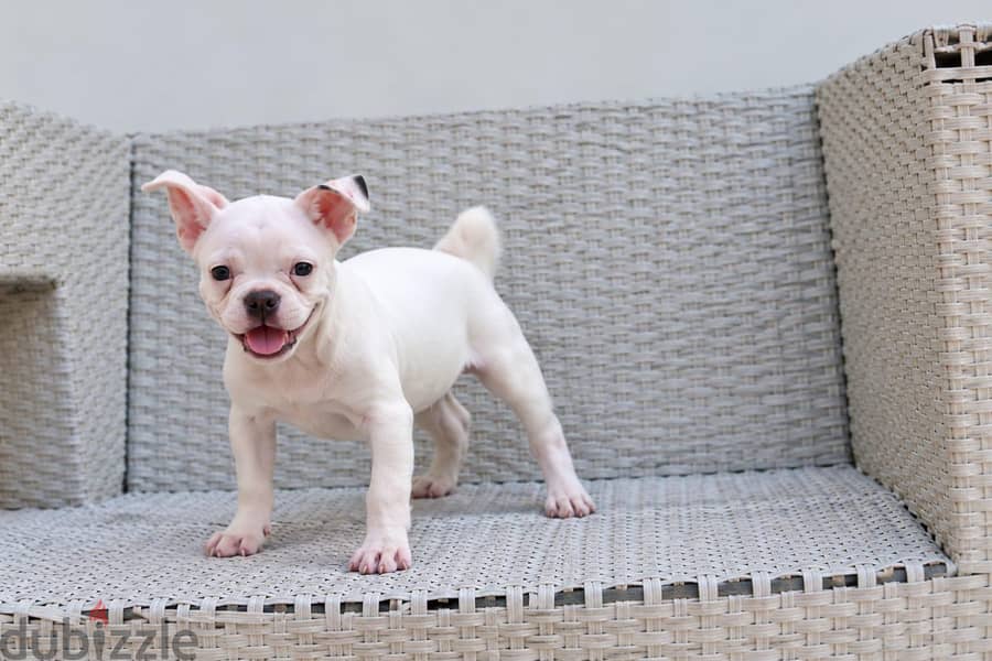 White Bully Puppy – 3 Months Old 1