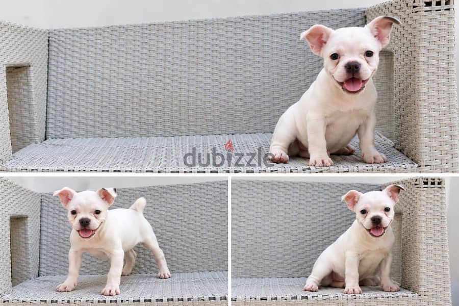 White Bully Puppy – 3 Months Old 2